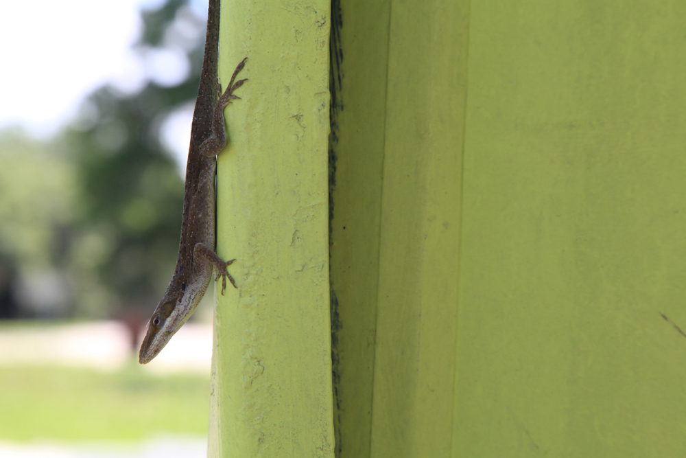 Anole lizards are welcome at the Grow Dat Youth Farm since they eat harmful bugs. The lizards find safe habitats in the the farm's separation walls made up of rocks and wire instead of cement. NYT Institute I Dacia Idom